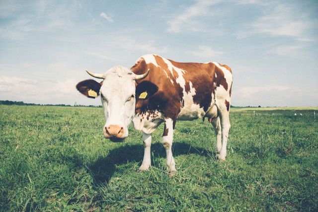 Коровы симментальской молочно-мясной породы